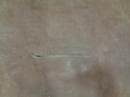 LEATHER HIDE 36.94 SQUARE FEET 3.43 SQUARE METERS TAN NEW N.1 SR